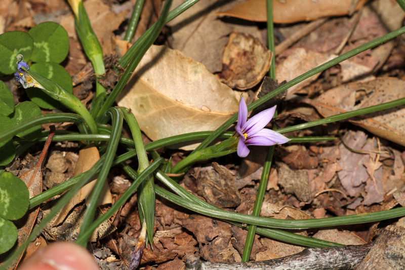 Romulea ramiflora / Zafferanetto ramoso